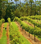 Vines